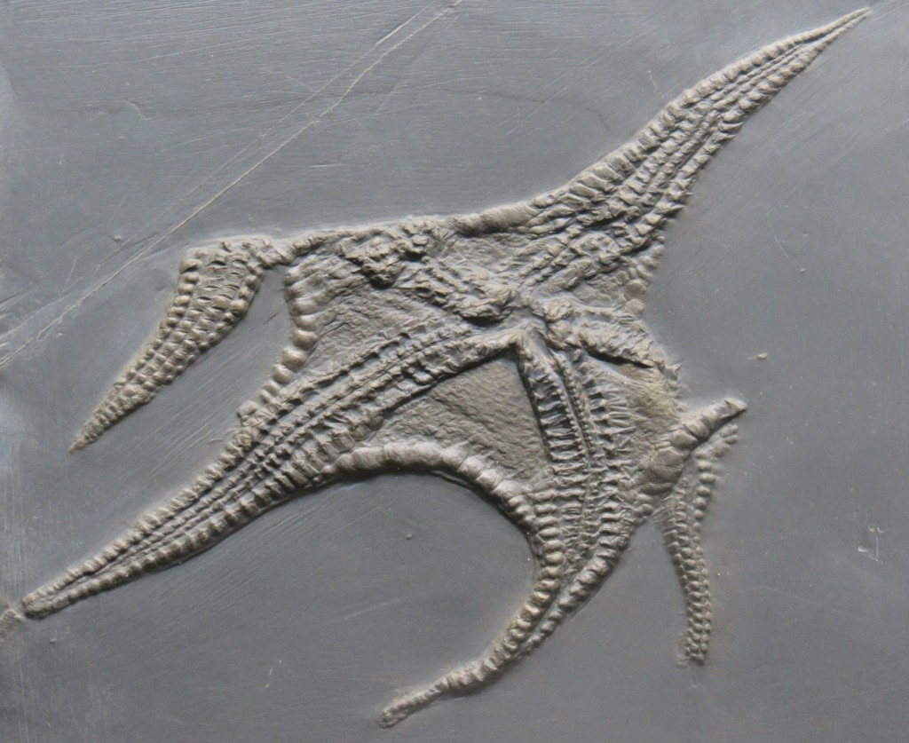 400 Millionen Jahre alter Seestern – als wäre er gestern im Schlick versunken 